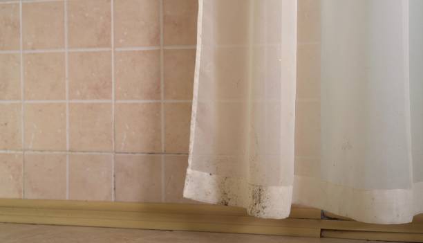 Best Attic Mold Removal  in Miller Place, NY