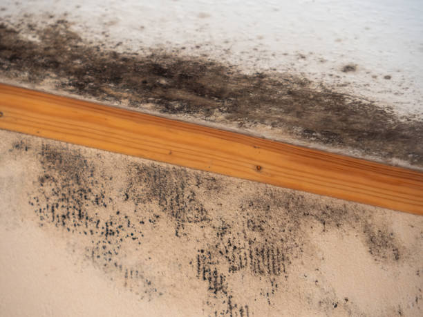 Professional Mold Removal in Miller Place, NY